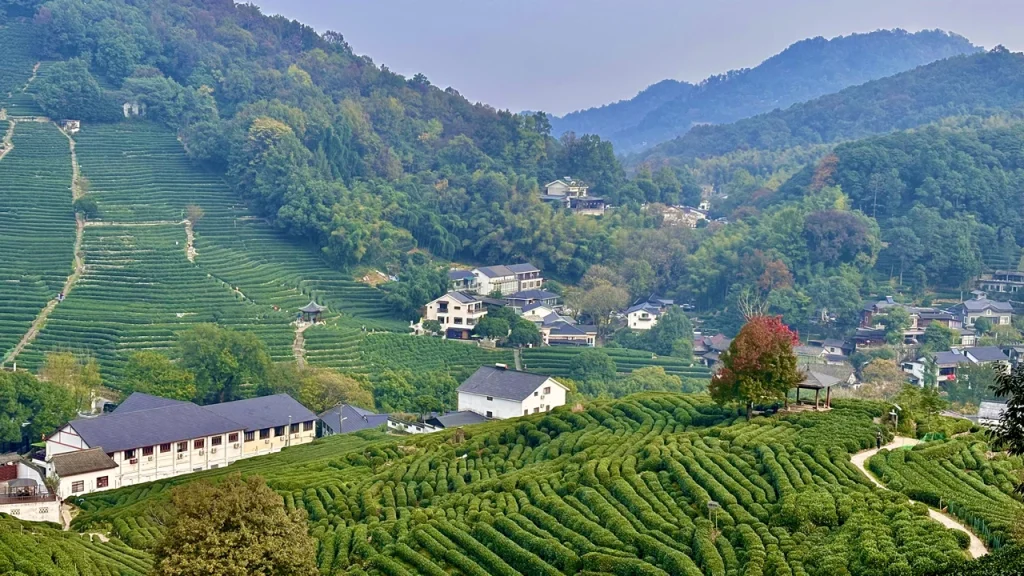 Longjing Village - Hangzhou - China Travel