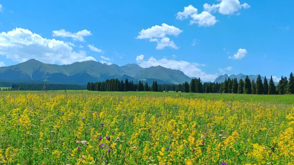 5-Day In-Depth Tour Guide to Urumqi and Surrounding Areas - Baiyanggou Valley